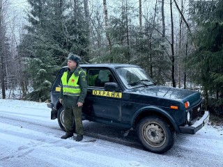 Любителя халявных елок задержали в Егорьевске