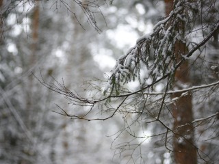 В Колоцком монастыре Можайска раскрыли духовную геометрию снегопада
