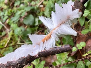 «Ледяную шерсть» обнаружили в щелковском лесу