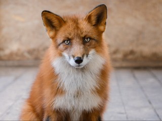 Лису на прогулке встретили горожане в Демьяновском парке