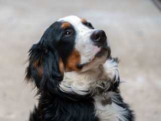 Коварная субстанция: почему собакам нельзя разрешать есть снег