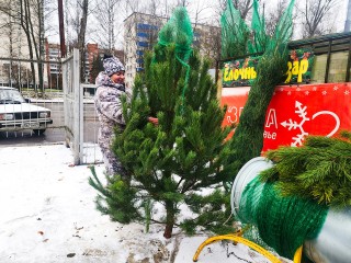 Пора украшать новогоднюю ель: где в городе можно купить самые пушистые деревья