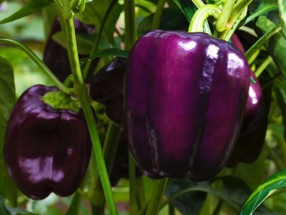 Как отличить «девочек» от «мальчиков» у перцев: полезный огородный прием