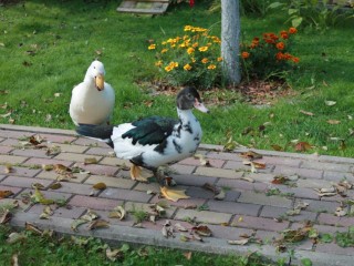Пять стильных и практичных идей для садовых дорожек: выбор эксперта