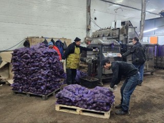 Рекордный урожай в Новосиньково: агрофирма собрала более 50 тысяч тонн овощей и кормов