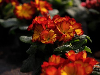 Цветы, которые крадут ваш сон: флорист о том, какие растения нельзя держать в спальне