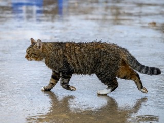 Тепловую аномалию в декабре предсказала синоптик Позднякова
