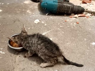 Кирпичную кладку подъезда разобрали спасатели, чтобы спасти котенка в Ногинске