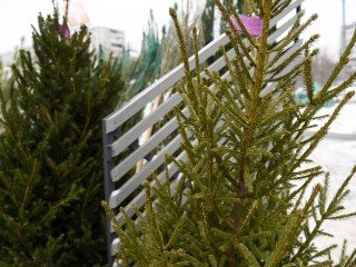 Секрет «долгой» елки: как не купить дерево, которое простоит только неделю