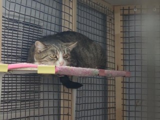 Спасут от мороза: в приюте Дубны разместили диких котов и кошек