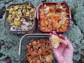 В луховицких лесах даже в декабре можно собрать полные корзинки грибов