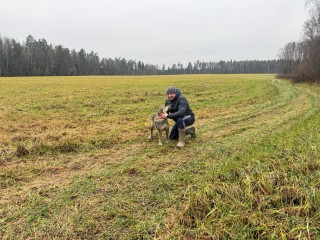 Глава Черноголовки собрал два пакета лисичек в местном лесу