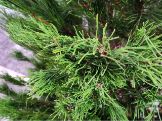 От российских елей до датских пихт: какие новогодние деревья можно купить в Химках