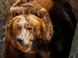 Бурый медведь протоптал дорогу до леса у деревни под Шаховской