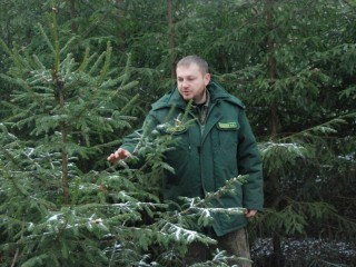К зеленым красавицам приставили бодигардов: как в Подмосковье защищают еловую честь