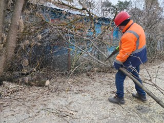 Почти две тыс. опасных деревьев убрали в Истре