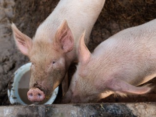 Чума не пройдет: как подмосковные ветеринары держат руку на пульсе, предотвращая вспышки опасного заболевания