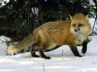 Рыжие разбушевались: почему лисицы стали бесстрашными и шумными в столичных парках