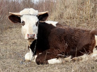 «Туши животных валяются»: фермер под Егорьевском бросил умирать скот в лесу