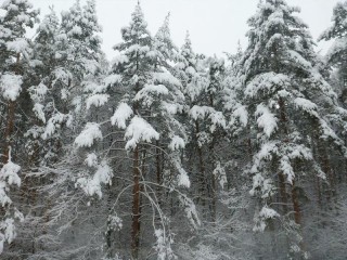 Новый год под снегом: какая погода ждет Подмосковье с 31 декабря по 2 января