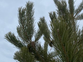 Зима встала на паузу или возьмет свое? Синоптик дал прогноз на 11 и 12 декабря в столичном регионе