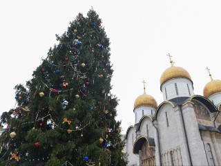 Как выбирали главную елку страны в Подмосковье? Лесничий раскрыл секрет поиска новогодней красавицы