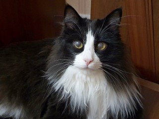 Ветеринар из Луховиц рассказал, почему кошка может жевать и постоянно облизывать лапу