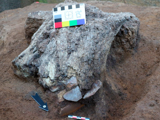 Гипотеза ученых из Зарайска подтвердилась: шкурами животных и сухой травой выстилали пол землянок древние жители