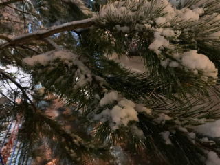 Морозы и снегопады к Новому году обещает чеховский синоптик