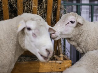 Комары‑переносчики на мушке: ветеринары Подмосковья следят за опасной для овец инфекцией