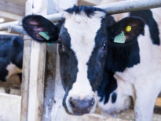 Карантин в Перхушково Одинцовского округа снят: ситуация с болезнью животных стабилизировалась