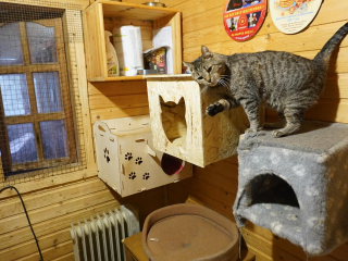 Приют для бездомных животных Павловского Посада подготовили к морозам