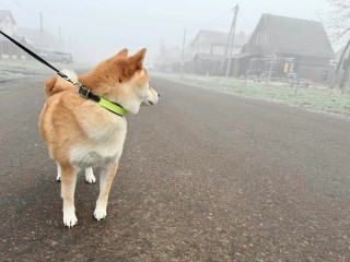 Зимние прогулки: что нужно собакам в холодный сезон