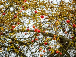 Теплая зима — праздник для вредителей: чем это грозит садам Подмосковья