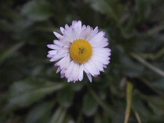 Декабрьские подснежники: в Ступине, как в сказке «12 месяцев», зацвели весенние первоцветы — маргаритки и гиацинты