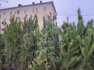 Какие виды елей можно приобрести в Солнечногорске