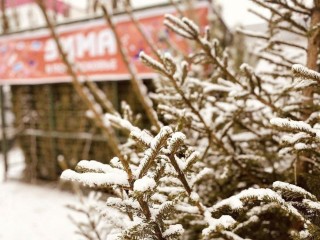 Где жителям Рузы купить новогоднюю елочку в 2025 году