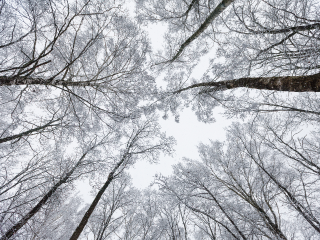 Мороз до −16°C и небольшой снег: какой будет погода в новогоднюю ночь в Москве и Подмосковье