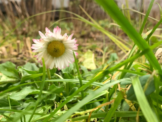 Эксперт предупредил: декабрьские почки и цветы могут негативно сказаться на плодоношении следующего года