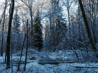 Теплу конец: в Подмосковье придут морозы до -13°, снегопады и гололед