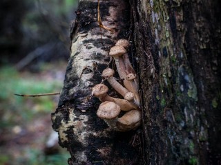 Сбой в природе: в столице в конце декабря в Московском регионе выросли грибы