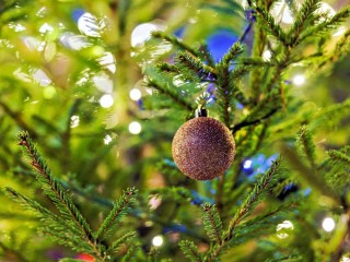 «Не клещи, а лосиная муха»: какие еще насекомые прячутся на новогодней елке и как от них избавиться