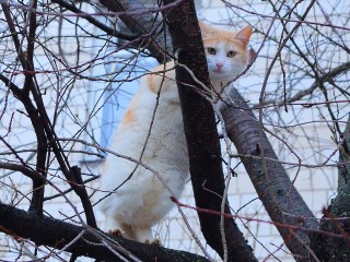 «Пушистый десант» высадился в Солнечногорске