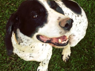 Подмосковная Панда ищет человека: трогательная история щенка, которому очень нужен дом