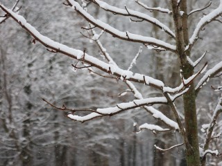 Такого декабря еще не было! Синоптик Вильфанд дал неожиданный прогноз о погоде в Подмосковье