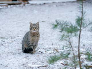 В «спальном» вагоне электрички из Сергиева Посада поселился бездомный кот