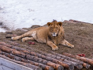 Лев, рысь и гепард освоили зимний футбол в Клину