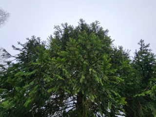 Стало известно, когда главную елку России доставят из Рузы в столичный Кремль