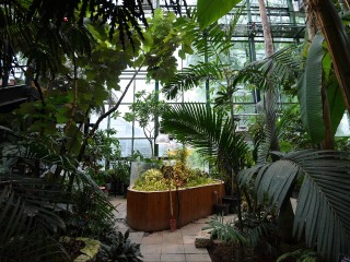 «Маленький дракон»: в Московском регионе зацвела орхидея-вампир