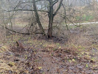 «Шанхай» в Пушкино избавили от мусора, чтобы предупредить загрязнение реки